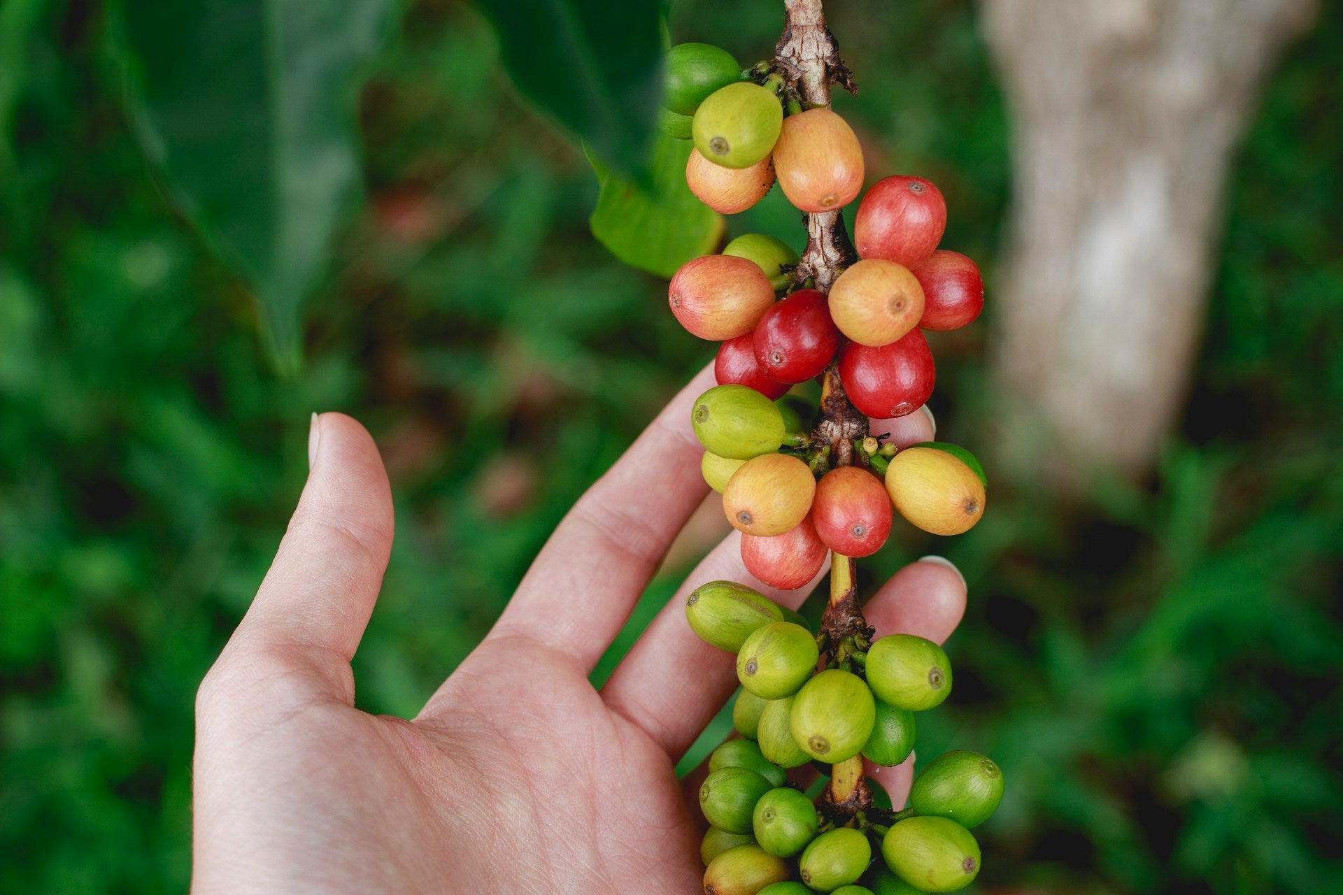 Coffee beans ripening on the farm